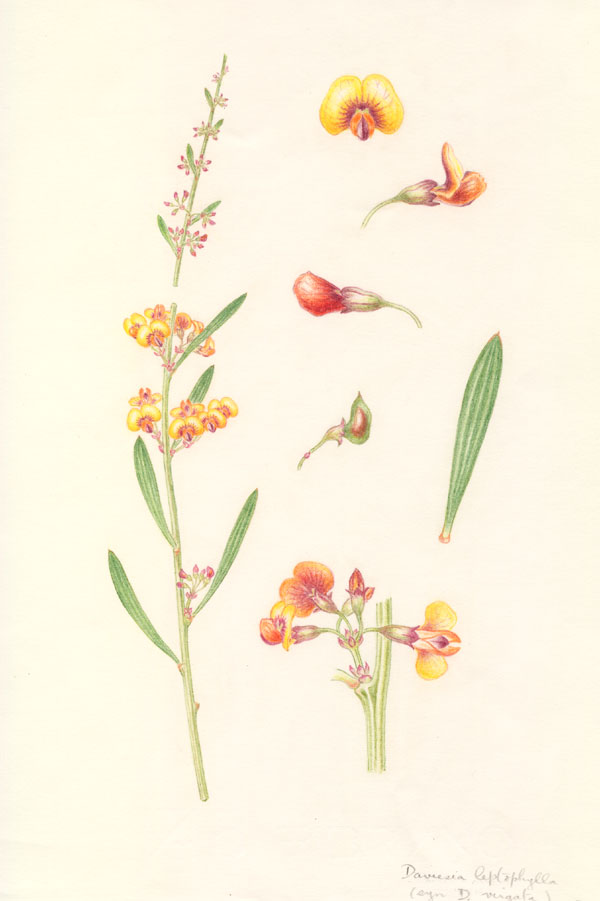 Collin Woolcock illustrations - Australian Plant Information