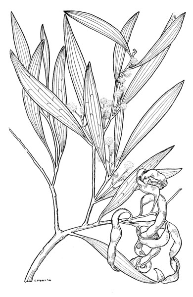 Eirene Mort's Acacia illustrations - Australian Plant Information