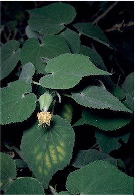 APII jpeg image of Abutilon julianae  © contact APII