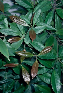 APII jpeg image of Syzygium divaricatum  © contact APII