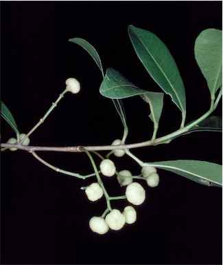 APII jpeg image of Acronychia oblongifolia  © contact APII