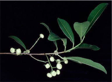 APII jpeg image of Acronychia oblongifolia  © contact APII