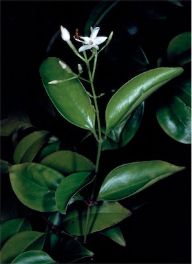 APII jpeg image of Acronychia pauciflora  © contact APII