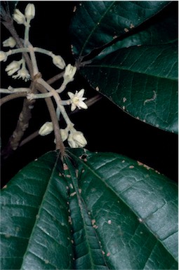 APII jpeg image of Acronychia pubescens  © contact APII