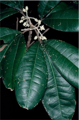 APII jpeg image of Acronychia pubescens  © contact APII