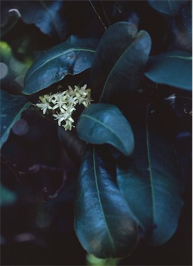 APII jpeg image of Acronychia wilcoxiana  © contact APII