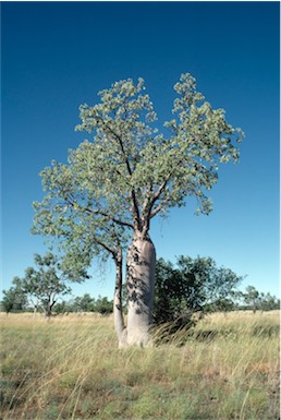 APII jpeg image of Adansonia gregorii  © contact APII