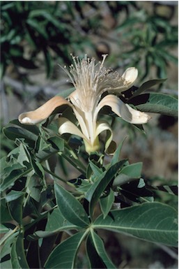 APII jpeg image of Adansonia gregorii  © contact APII