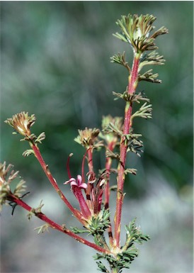 APII jpeg image of Adenanthos meisneri  © contact APII