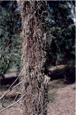 APII jpeg image of Allocasuarina inophloia  © contact APII