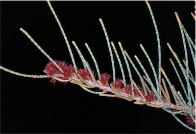 APII jpeg image of Allocasuarina lehmanniana subsp. ecarinata  © contact APII