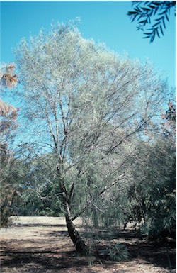 APII jpeg image of Allocasuarina littoralis  © contact APII