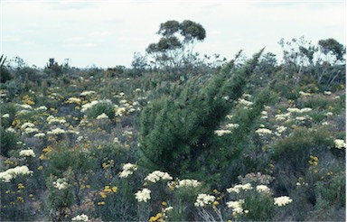 APII jpeg image of Allocasuarina pinaster  © contact APII