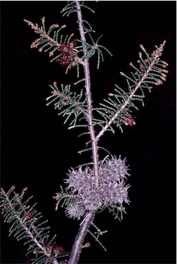 APII jpeg image of Allocasuarina thuyoides  © contact APII