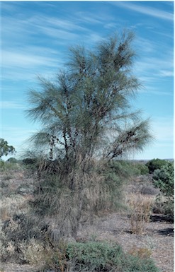 APII jpeg image of Allocasuarina verticillata  © contact APII