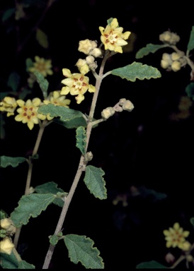 APII jpeg image of Androcalva luteiflora  © contact APII
