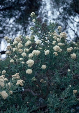 APII jpeg image of Angophora melanoxylon  © contact APII