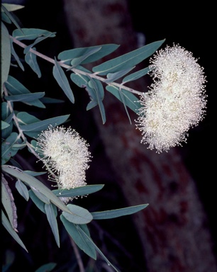 APII jpeg image of Angophora melanoxylon  © contact APII