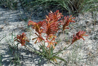 APII jpeg image of Anigozanthos humilis  © contact APII