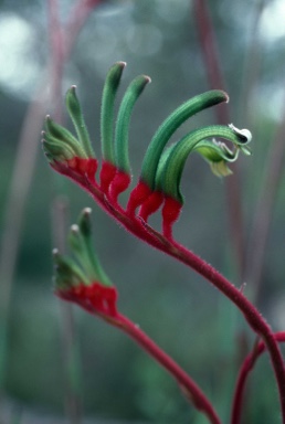 APII jpeg image of Anigozanthos manglesii  © contact APII