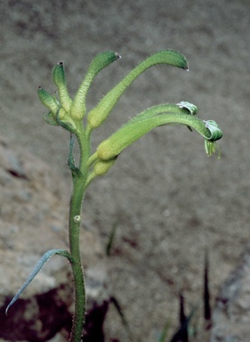 APII jpeg image of Anigozanthos viridis subsp. viridis  © contact APII