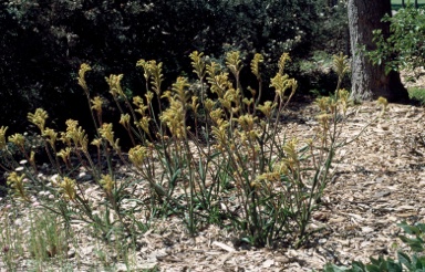 APII jpeg image of Anigozanthos 'Bush Beacon'  © contact APII