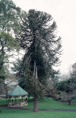 APII jpeg image of Araucaria araucana  © contact APII