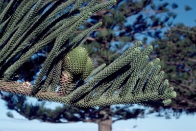 APII jpeg image of Araucaria heterophylla  © contact APII