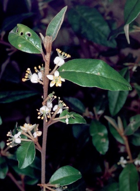 APII jpeg image of Asterolasia correifolia  © contact APII
