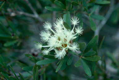 APII jpeg image of Asteromyrtus angustifolia  © contact APII