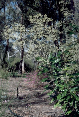 APII jpeg image of Astrotricha latifolia  © contact APII
