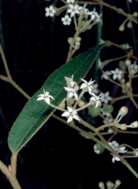 APII jpeg image of Astrotricha longifolia  © contact APII