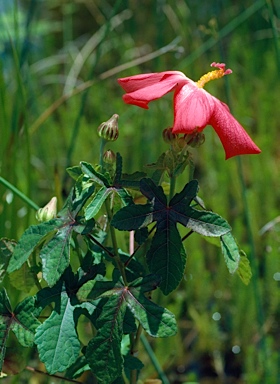 APII jpeg image of Abelmoschus moschatus  © contact APII