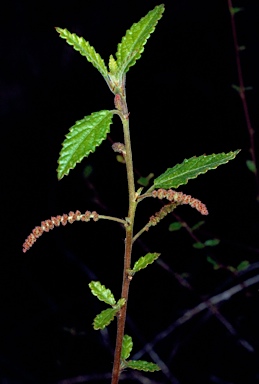 APII jpeg image of Acalypha eremorum  © contact APII