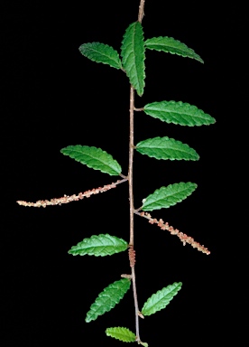APII jpeg image of Acalypha eremorum  © contact APII