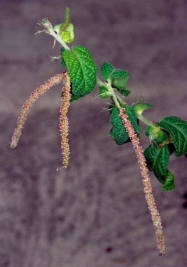 APII jpeg image of Acalypha nemorum  © contact APII