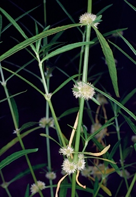 APII jpeg image of Alternanthera nodiflora  © contact APII