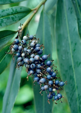 APII jpeg image of Alpinia caerulea  © contact APII