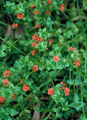 APII jpeg image of Lysimachia arvensis  © contact APII