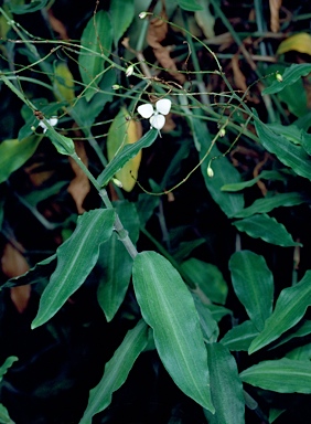 APII jpeg image of Aneilema acuminatum  © contact APII