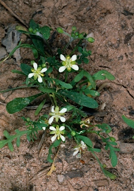 APII jpeg image of Arabidella eremigena  © contact APII