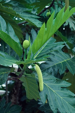 APII jpeg image of Artocarpus altilis  © contact APII