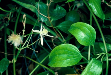 APII jpeg image of Clematis pickeringii  © contact APII