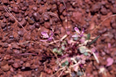 APII jpeg image of Cleome oxalidea  © contact APII