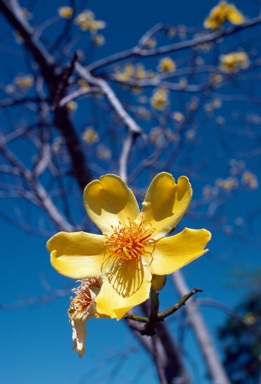 APII jpeg image of Cochlospermum gillivraei  © contact APII