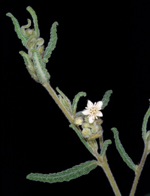 APII jpeg image of Commersonia craurophylla  © contact APII