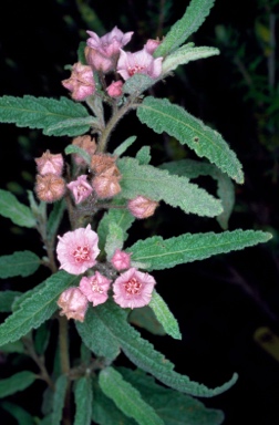 APII jpeg image of Commersonia magniflora  © contact APII