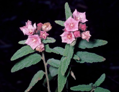 APII jpeg image of Commersonia magniflora subsp. magniflora  © contact APII