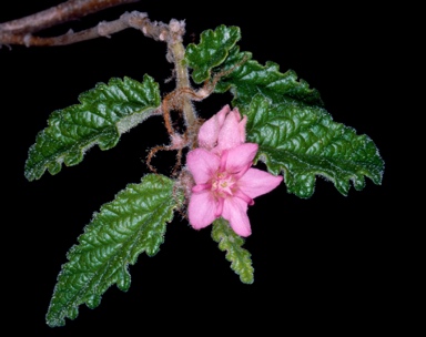 APII jpeg image of Androcalva rosea  © contact APII