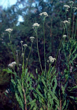 Conospermum longifolium